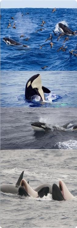 Orcas