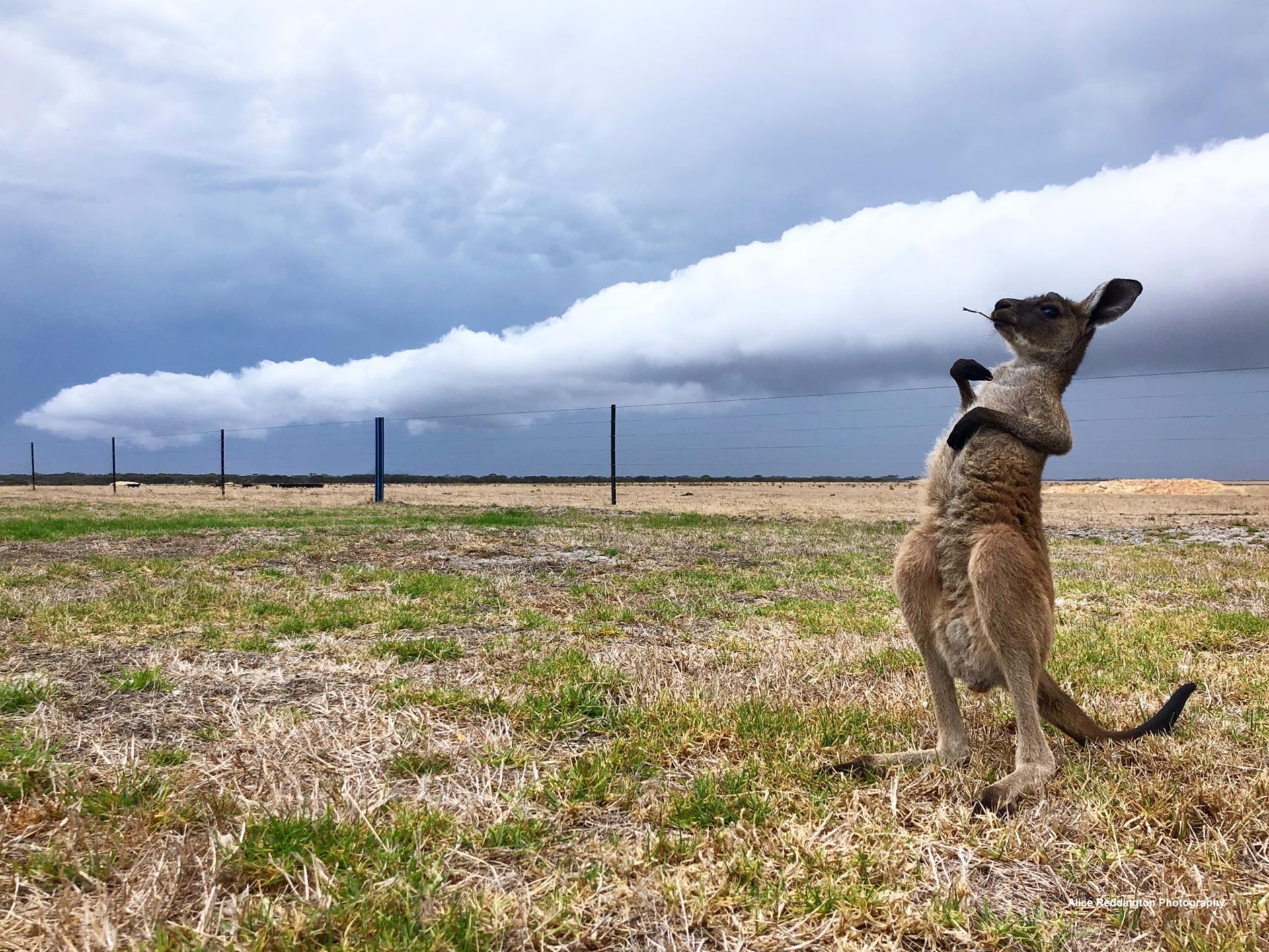 Picture: Kangaroo
