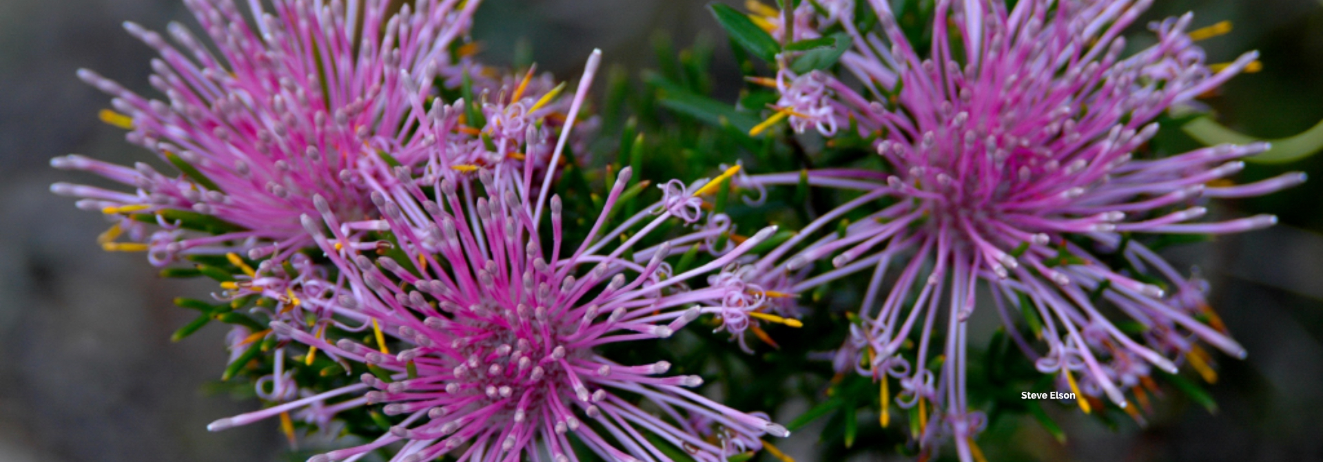 Picture: Wildflowers